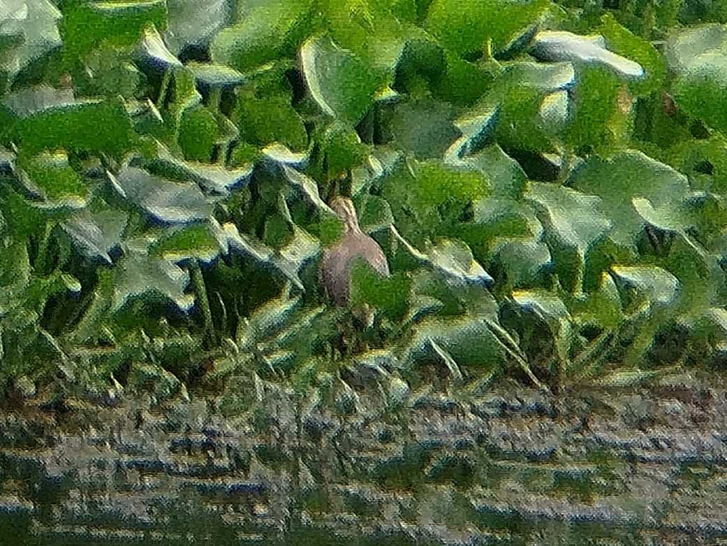 Javan Pond-Heron - ML638941159