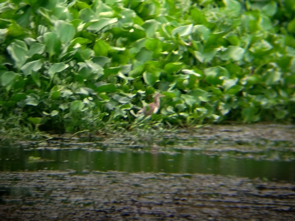 Javan Pond-Heron - ML638941160