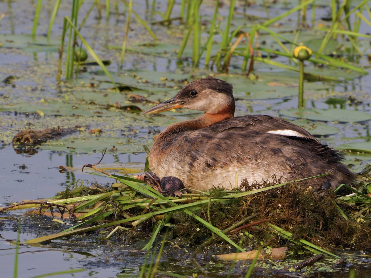Red-necked Grebe - ML638941162