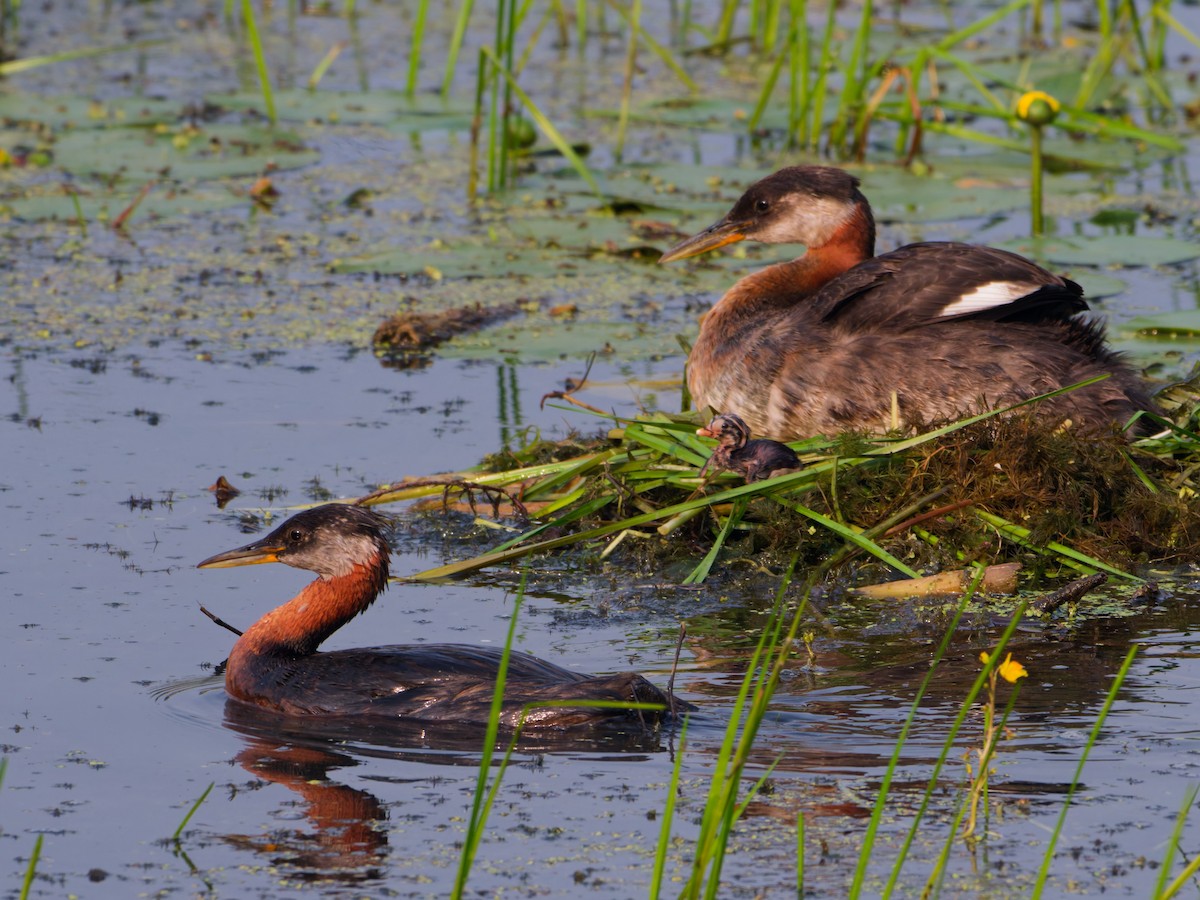 Red-necked Grebe - ML638941163