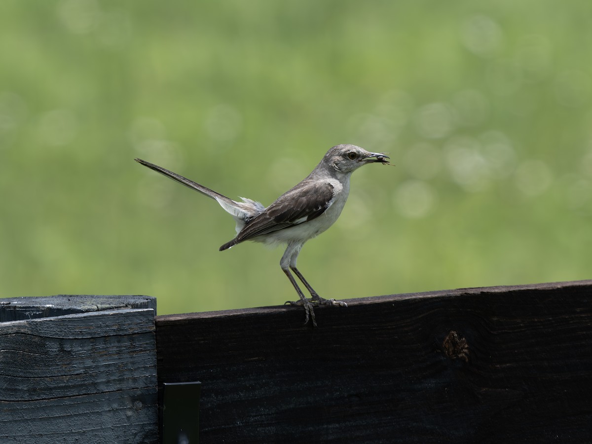 Northern Mockingbird - ML638941168