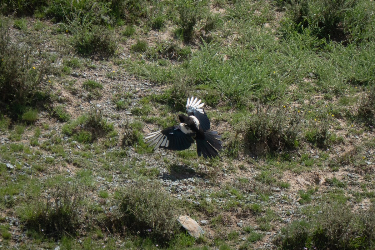ヒマラヤカササギ - ML638941181