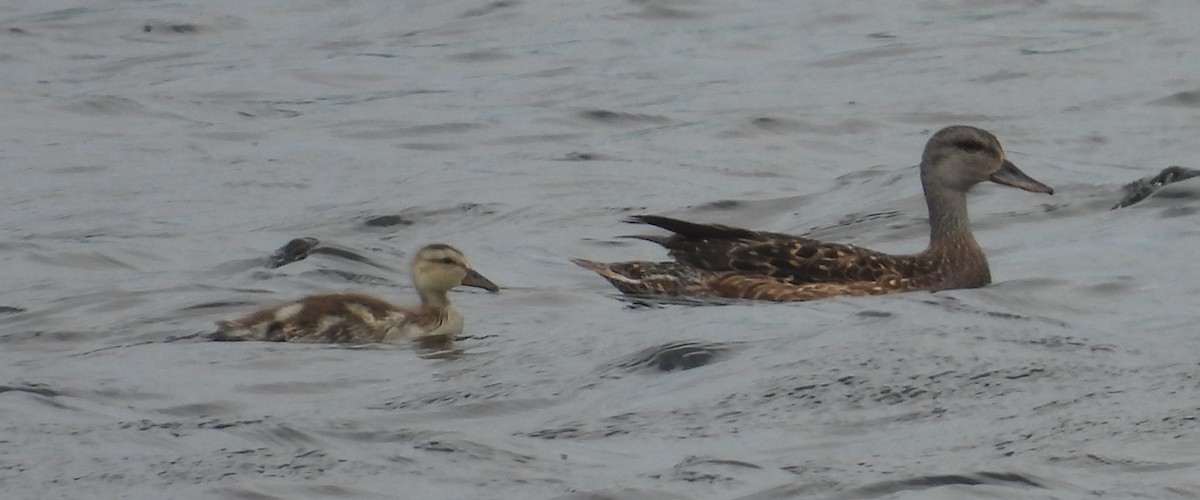 Gadwall - ML638941192