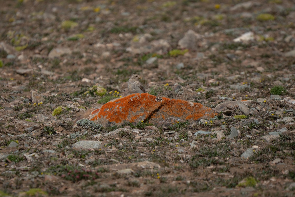 Sillem's Rosefinch - ML638941205