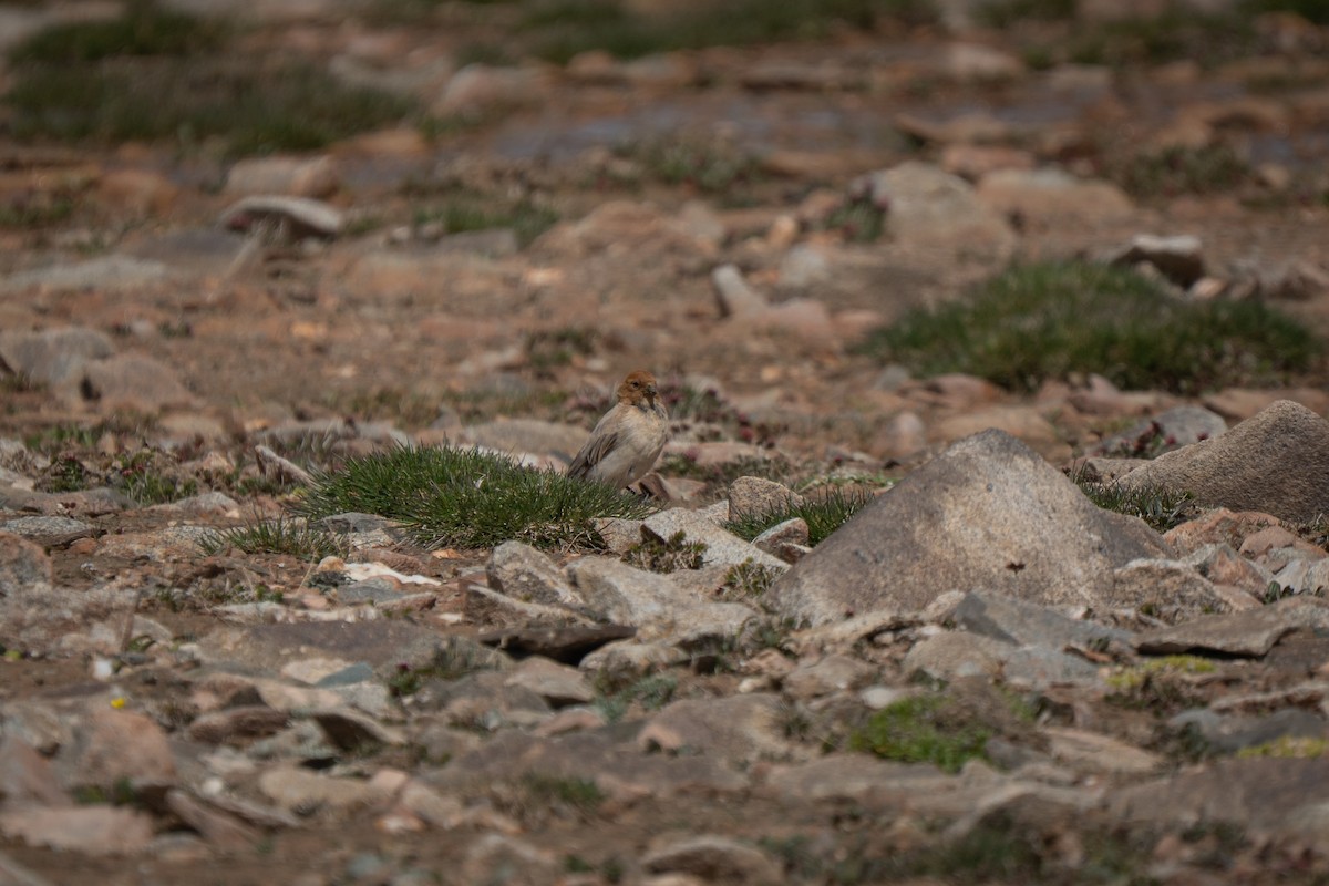 Sillem's Rosefinch - ML638941206