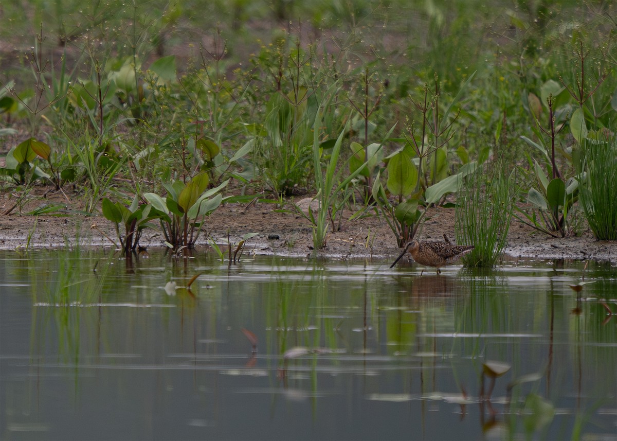 Short-billed Dowitcher - ML638941225