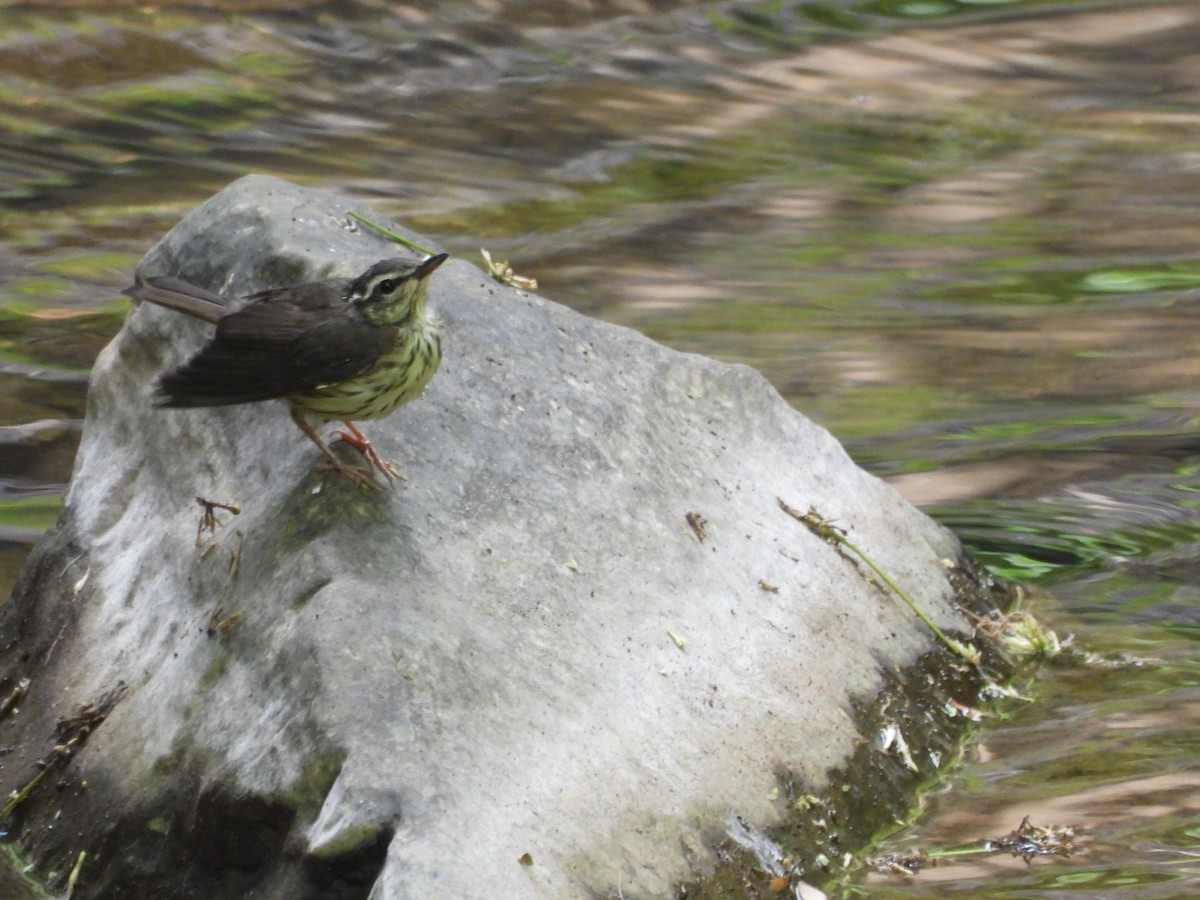 Louisiana Waterthrush - ML638941251