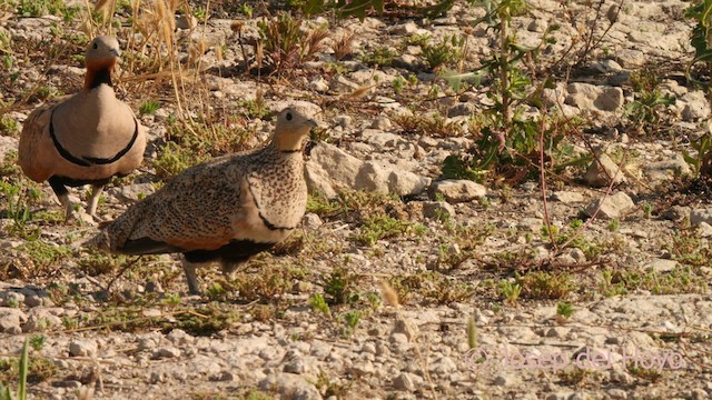 Ganga unibande - ML638941254