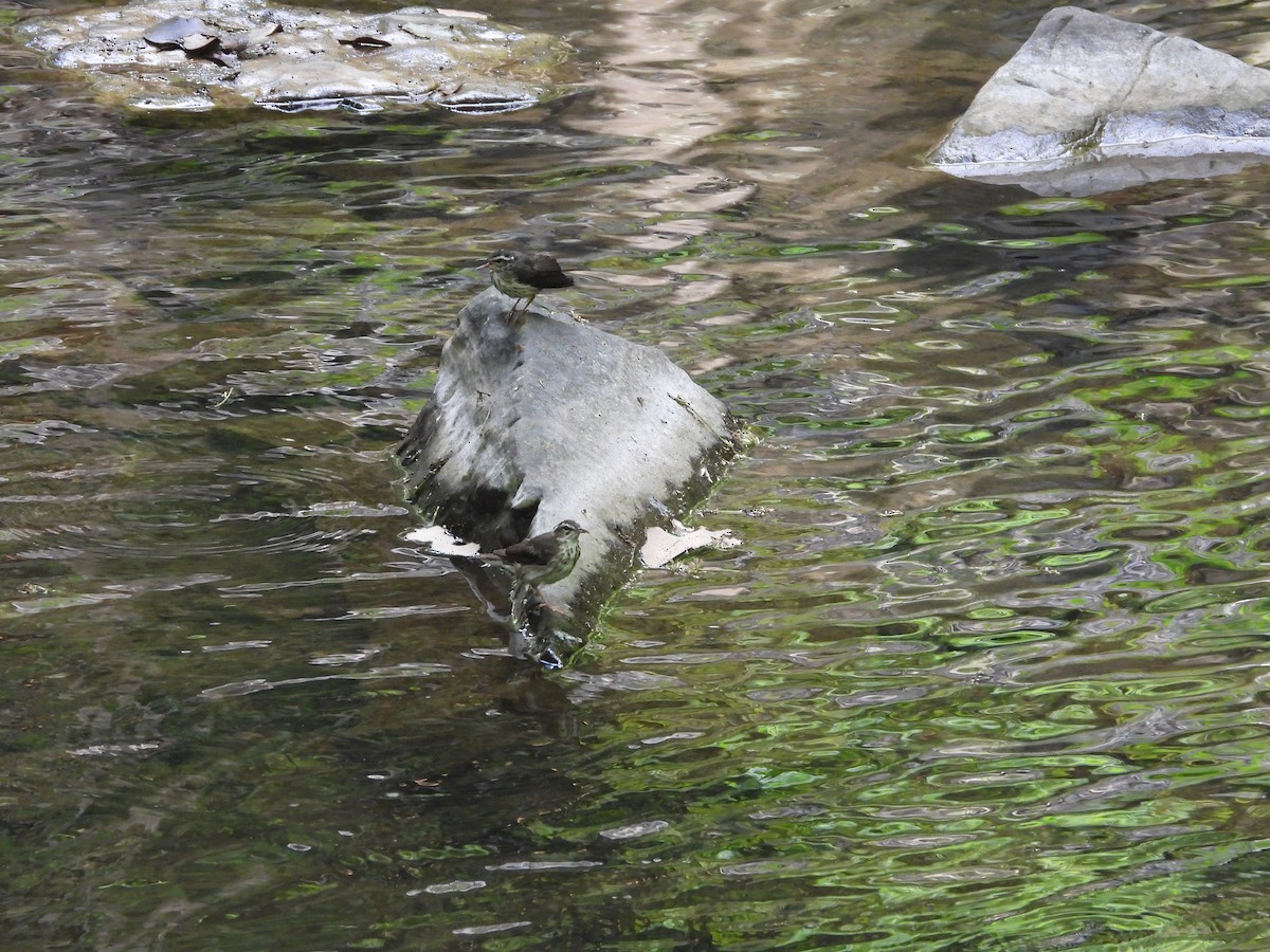 Louisiana Waterthrush - ML638941258
