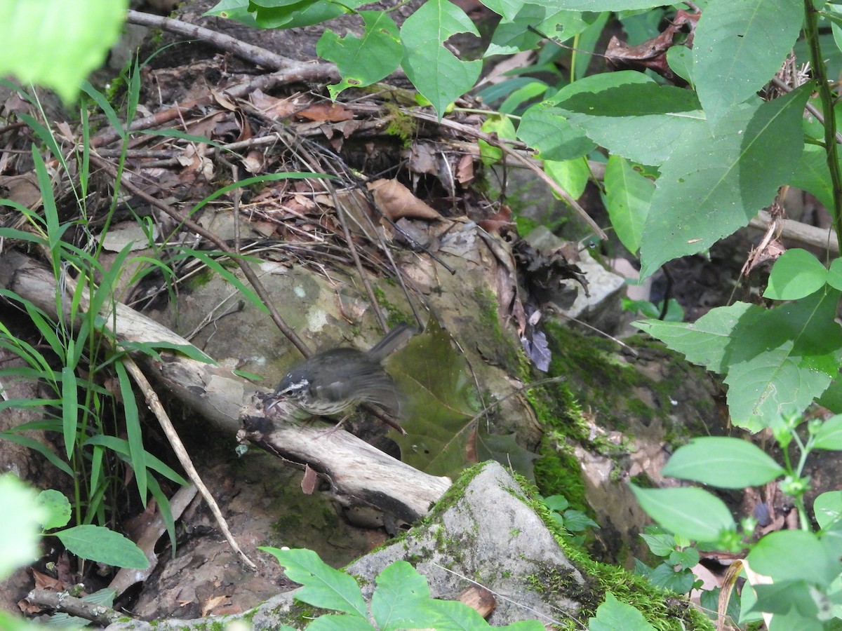 Louisiana Waterthrush - ML638941260