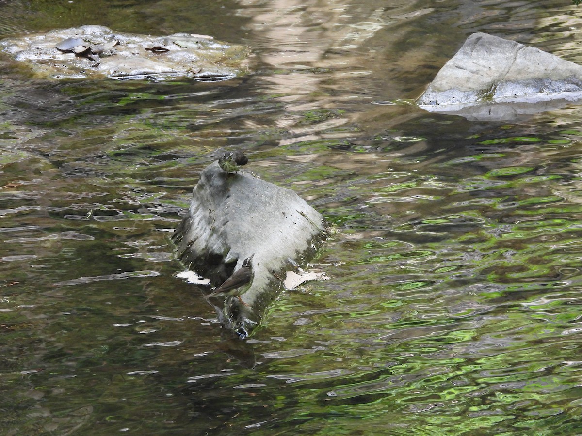 Louisiana Waterthrush - ML638941267