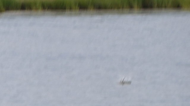 Forster's Tern - ML638941296