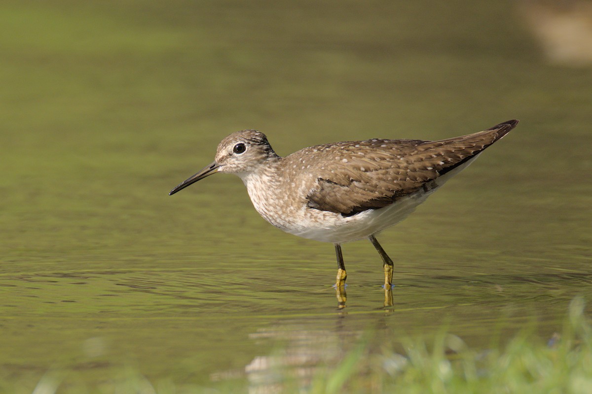 Solitary Sandpiper - ML638941307