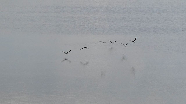 Black Skimmer - ML638941325