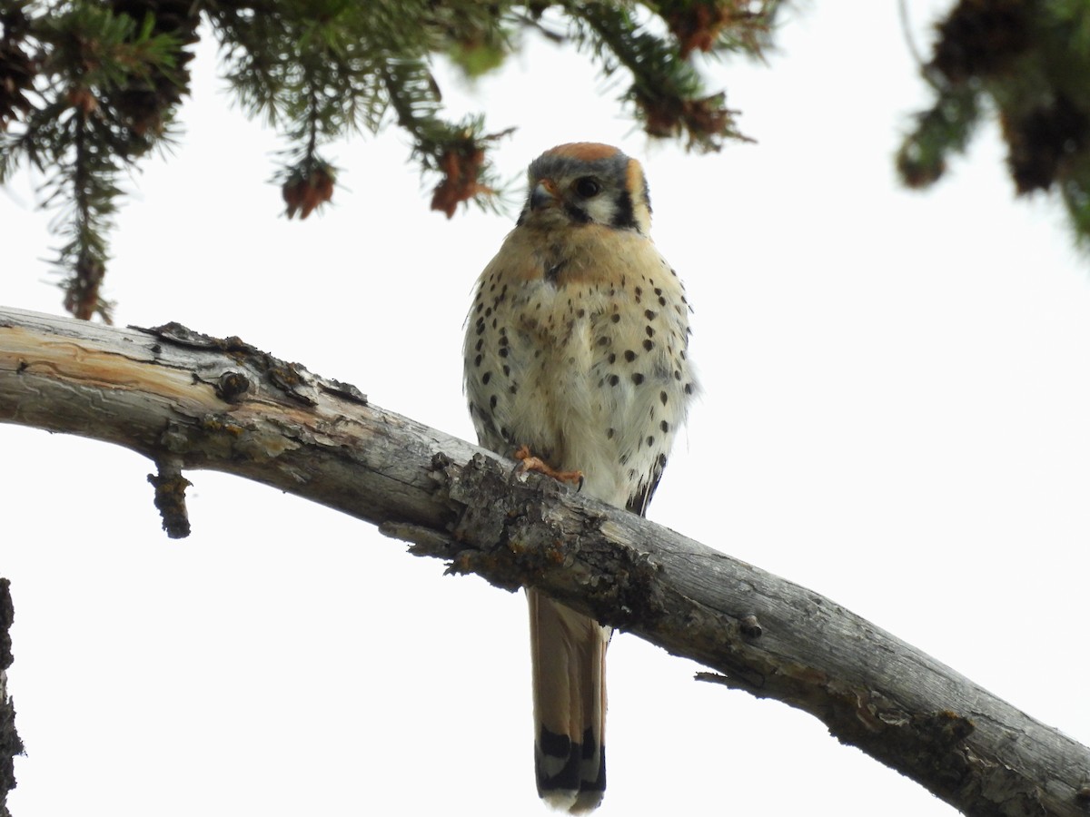 American Kestrel - ML638941354