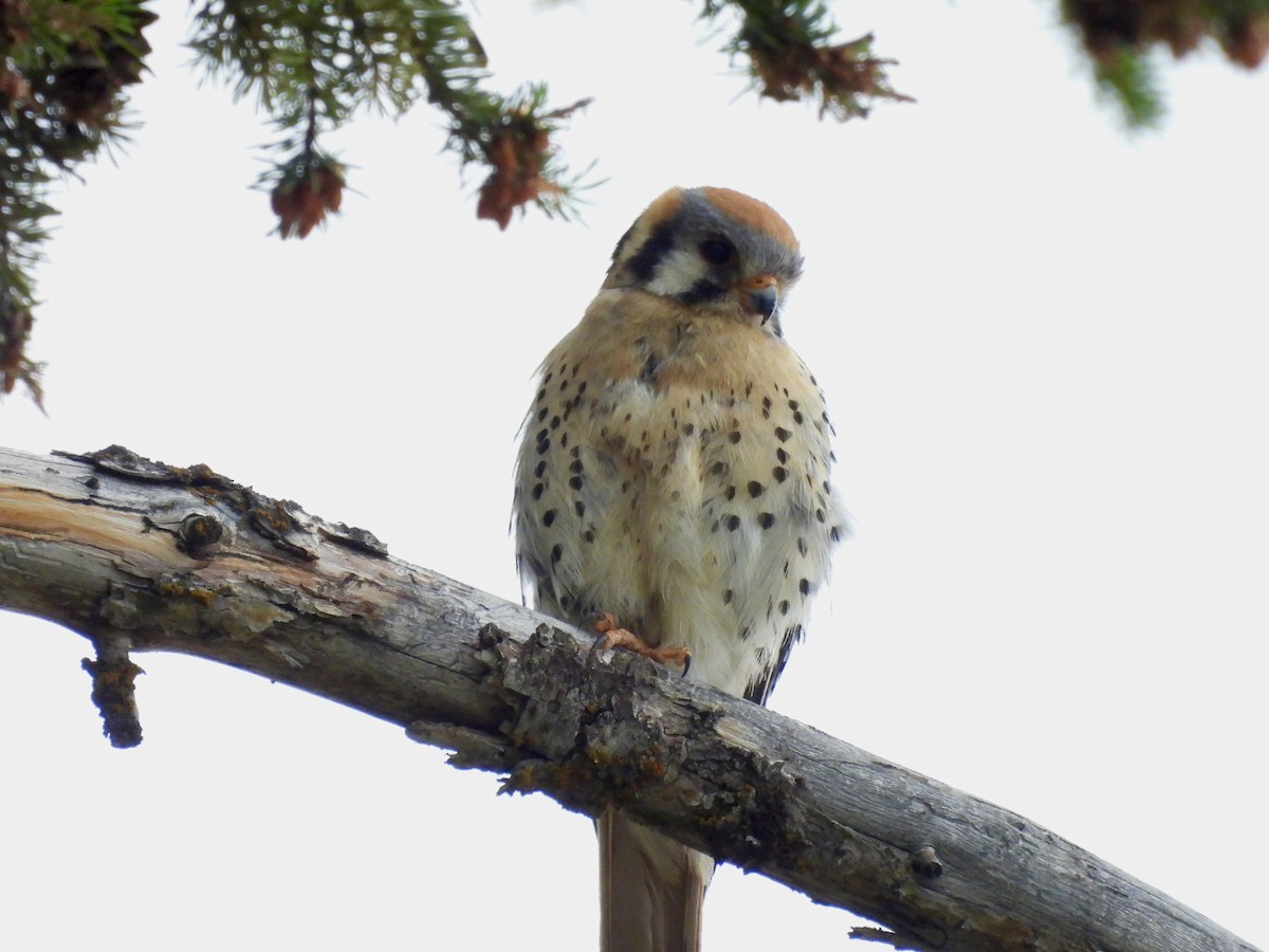 American Kestrel - ML638941355