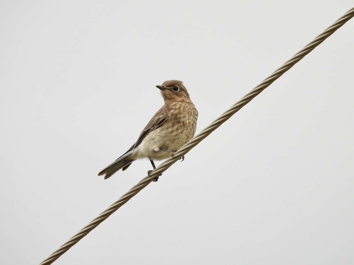 Mountain Bluebird - ML638941360