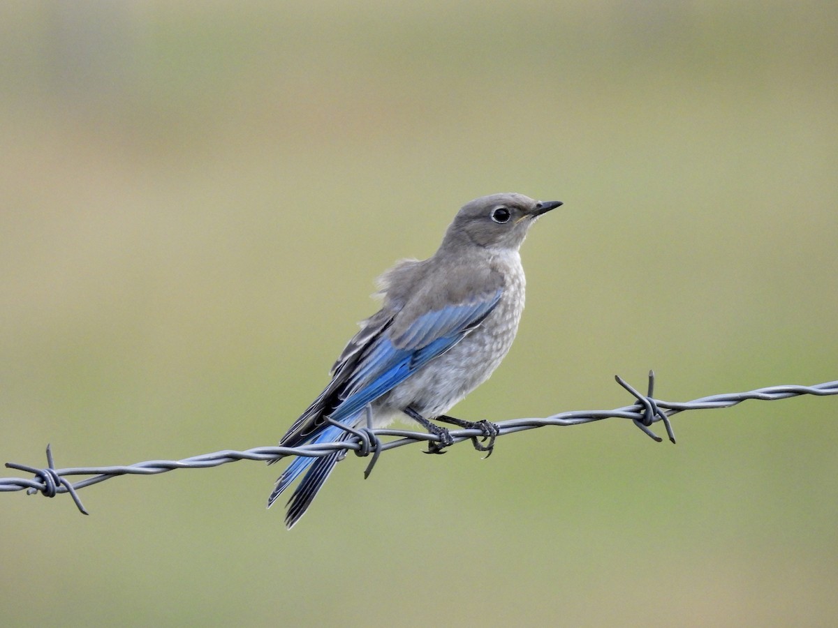 Mountain Bluebird - ML638941361