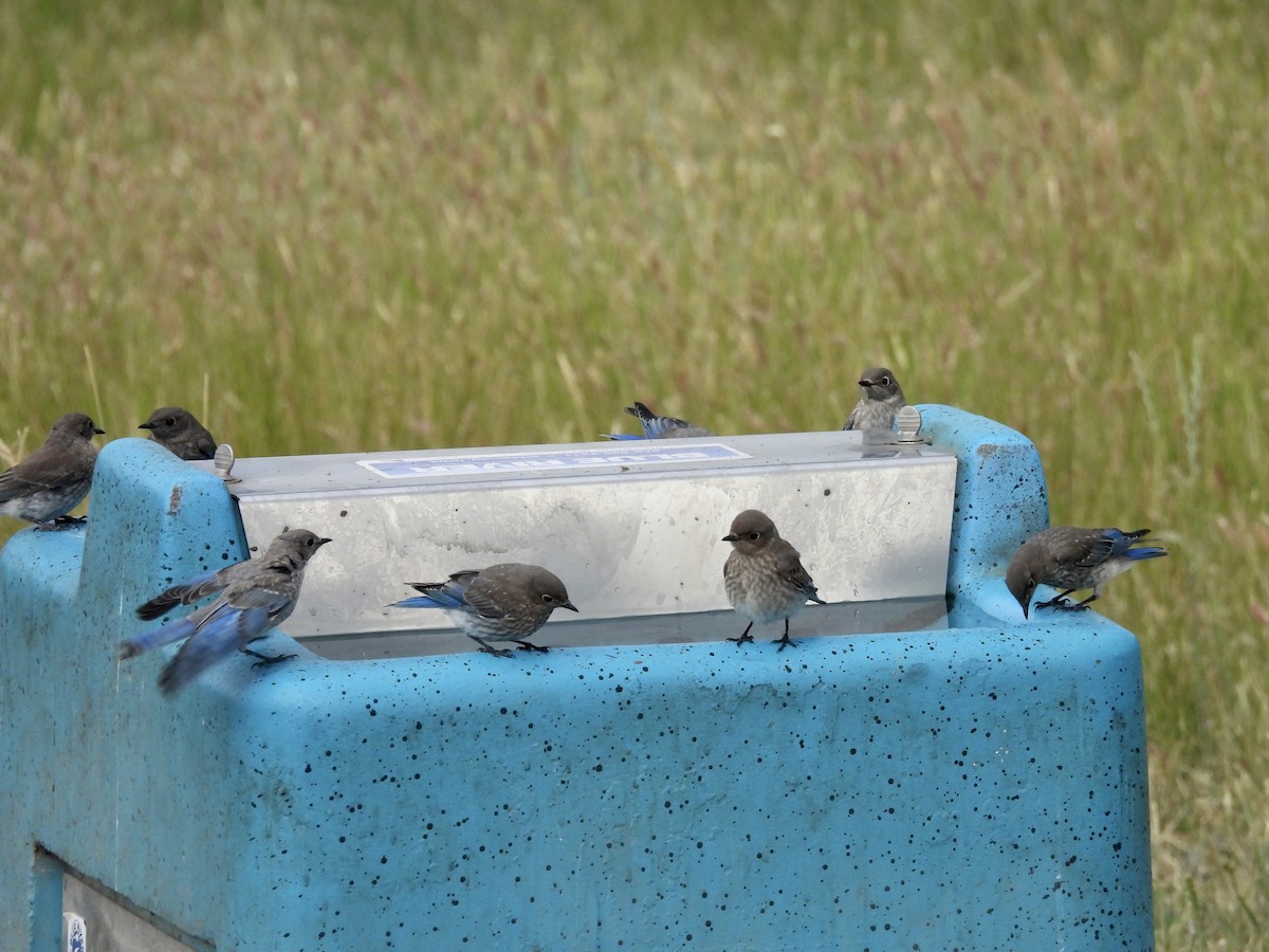Mountain Bluebird - ML638941362