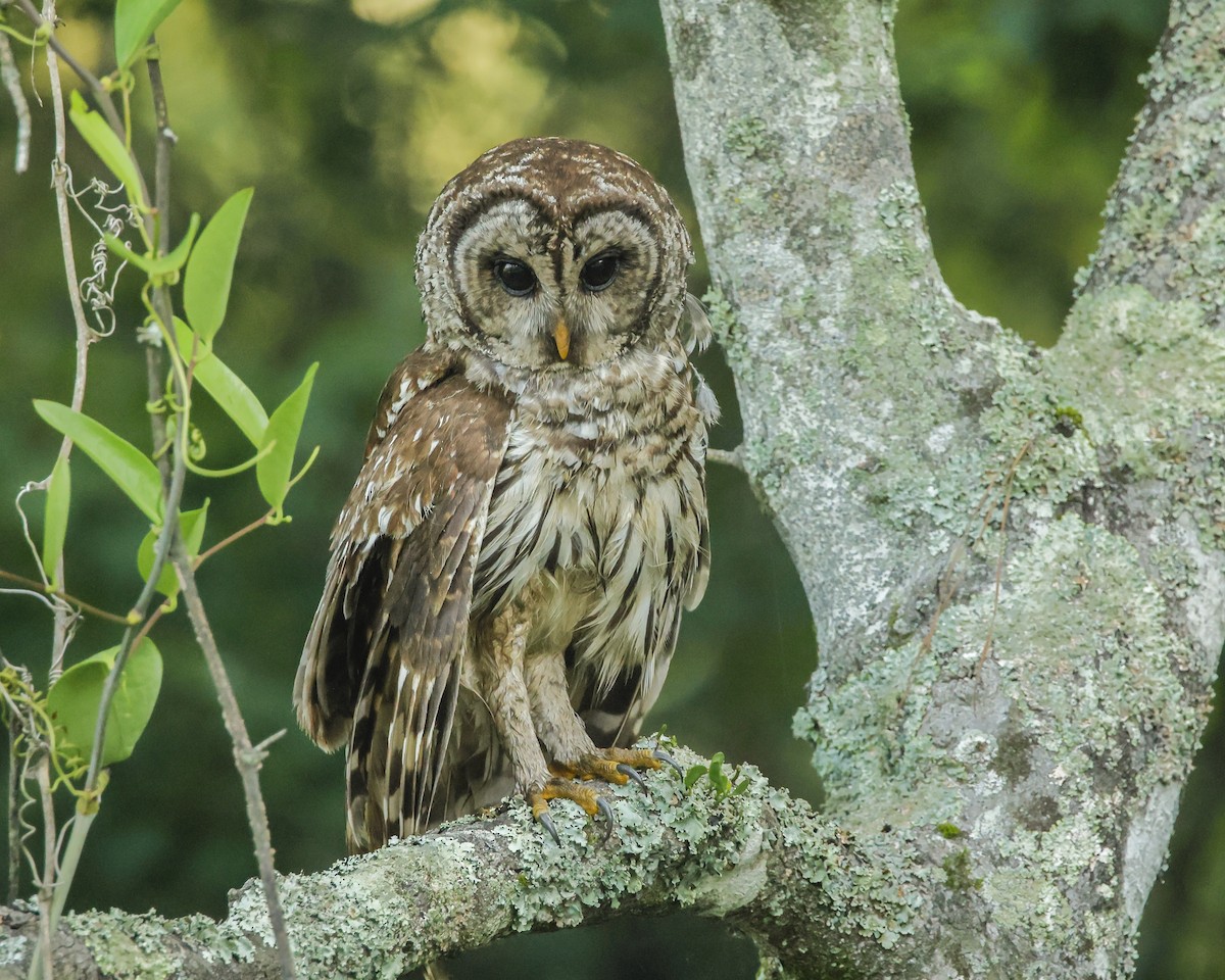 Barred Owl - ML638941363