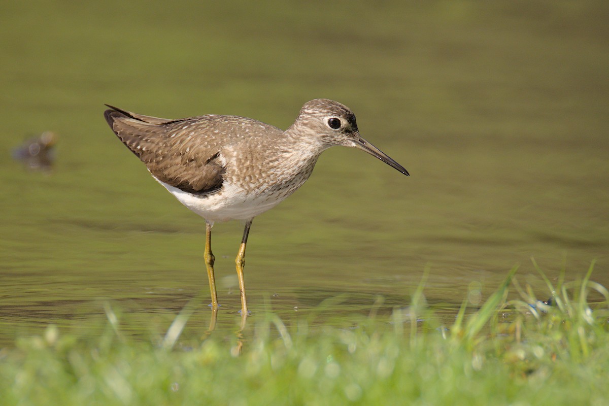 Solitary Sandpiper - ML638941365