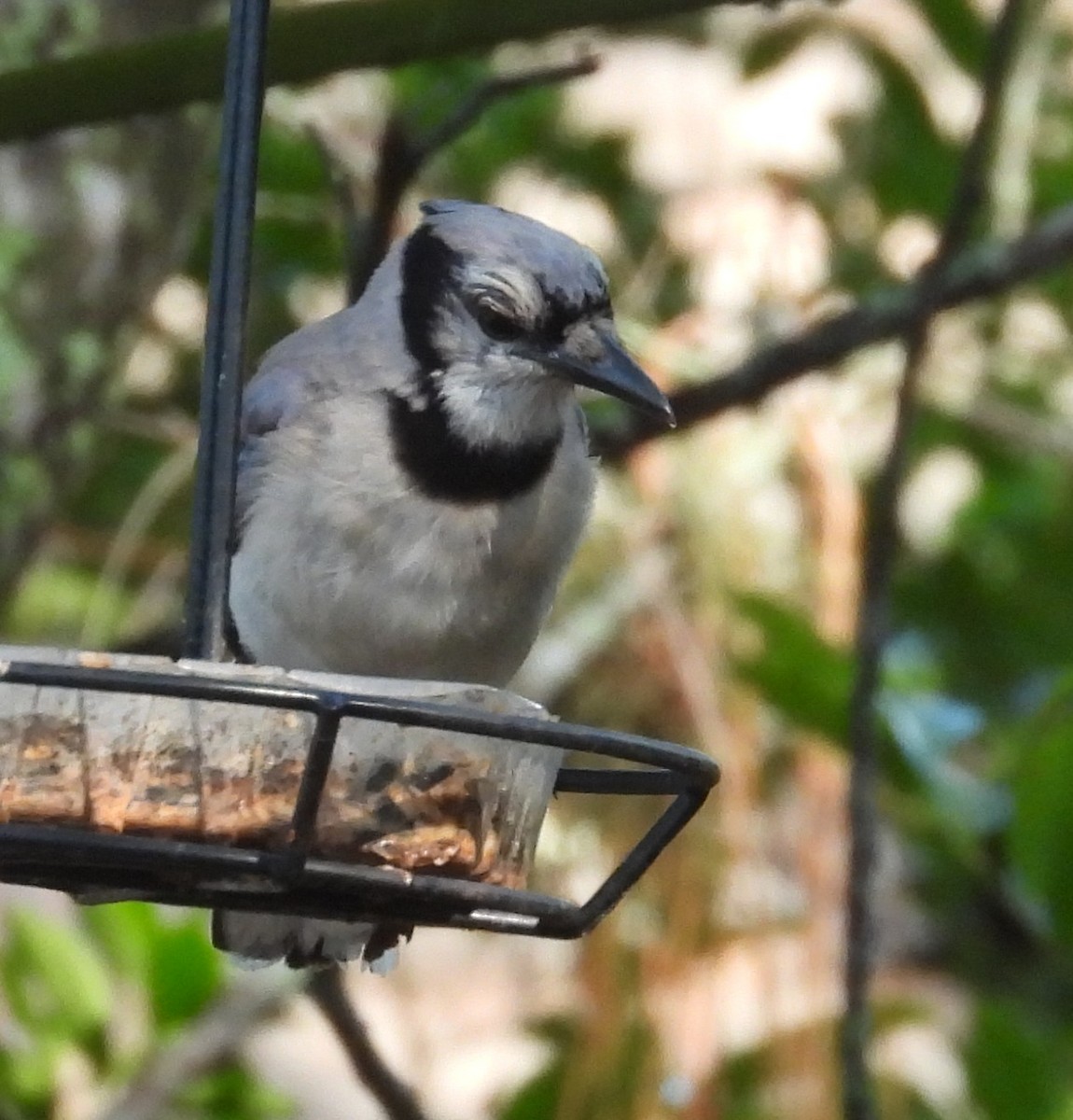 Blue Jay - ML638941366