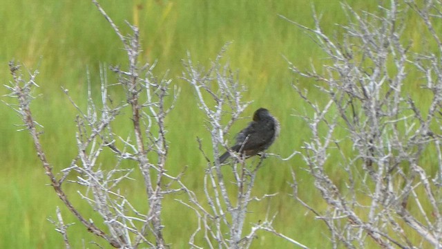 Red-winged Blackbird - ML638941368