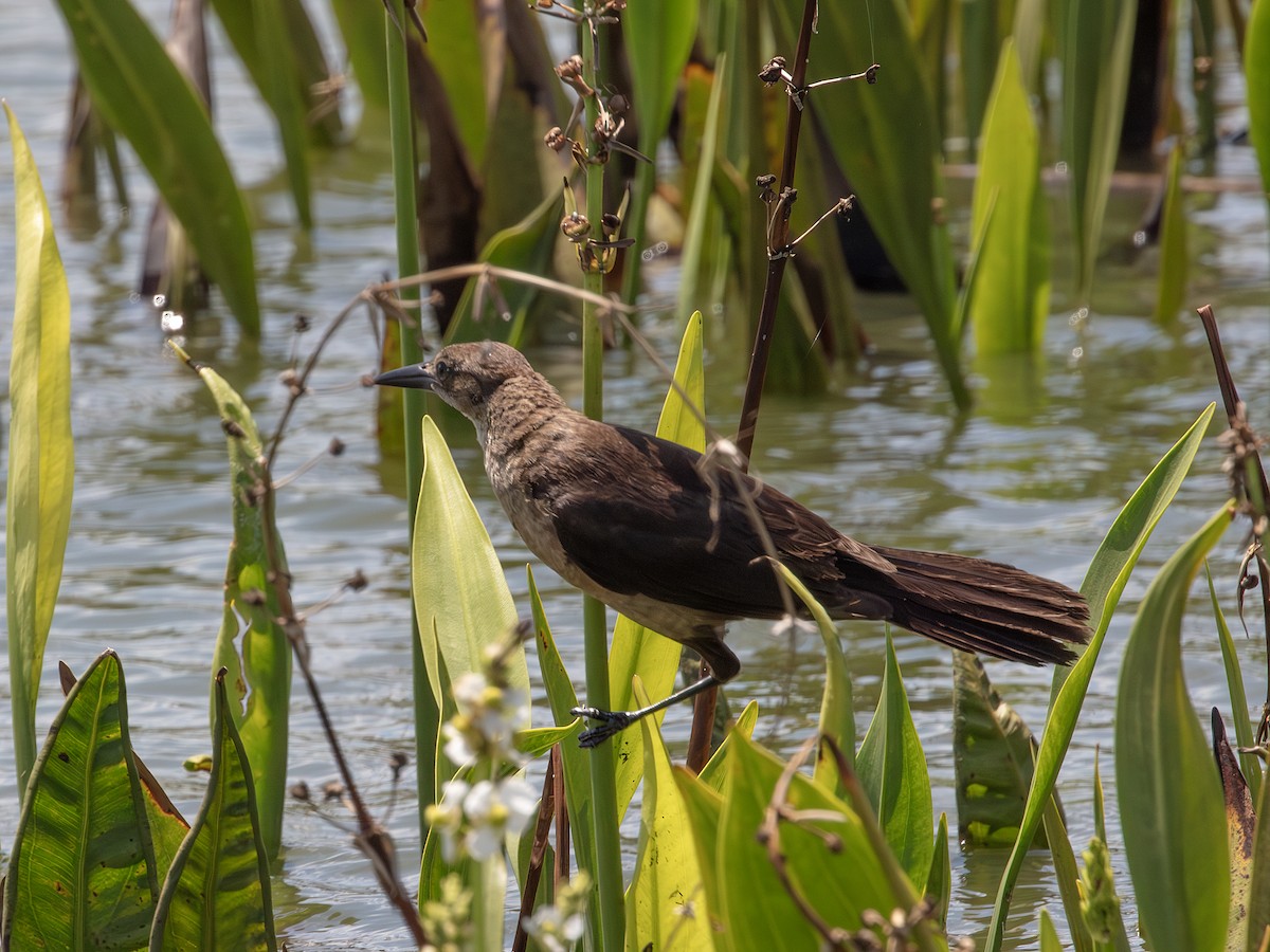 Boat-tailed Grackle - ML638941374
