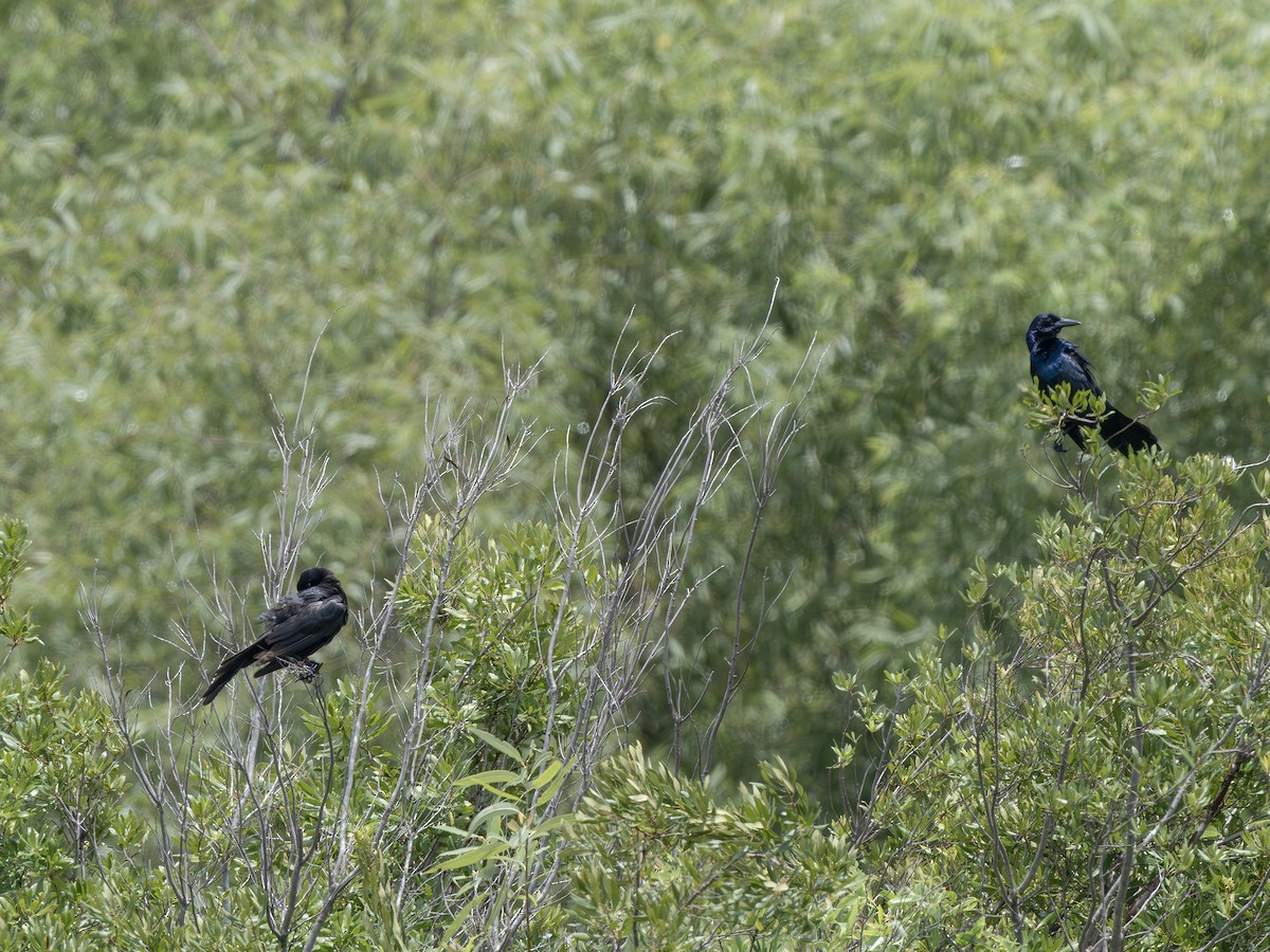 Boat-tailed Grackle - ML638941375