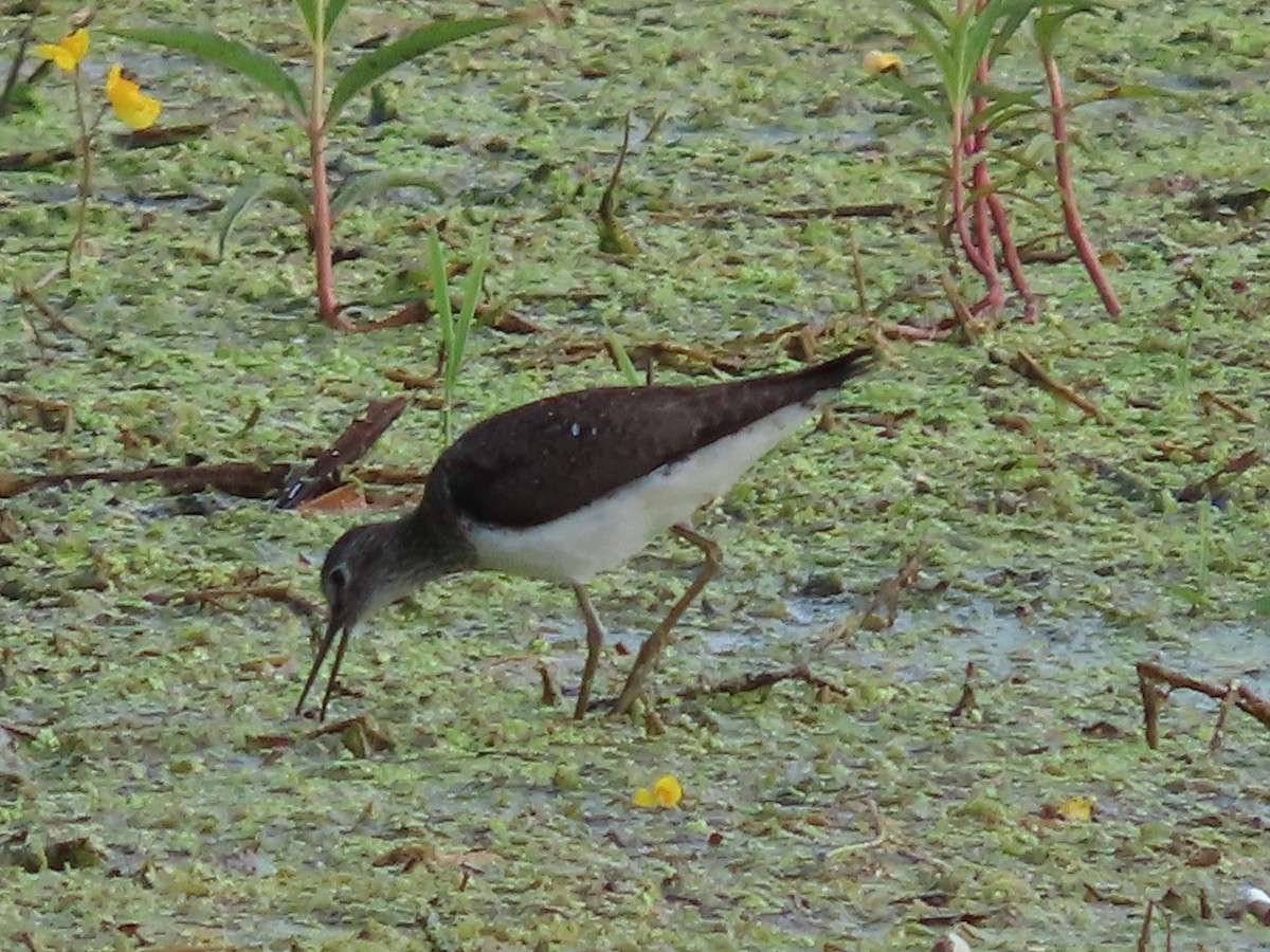Solitary Sandpiper - ML638941400
