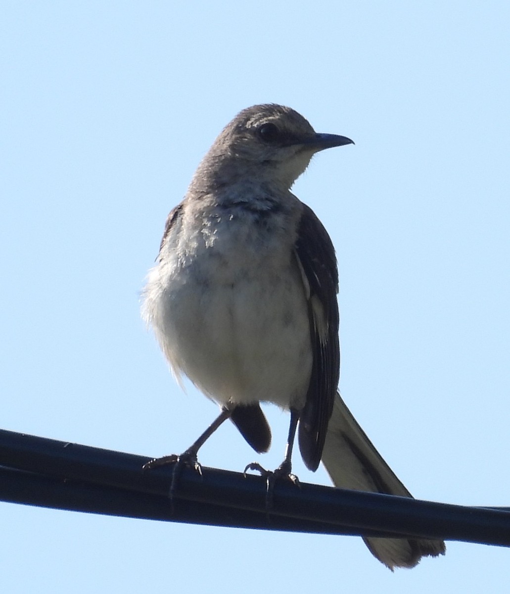 Northern Mockingbird - ML638941405