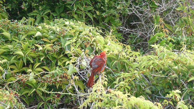Northern Cardinal - ML638941419