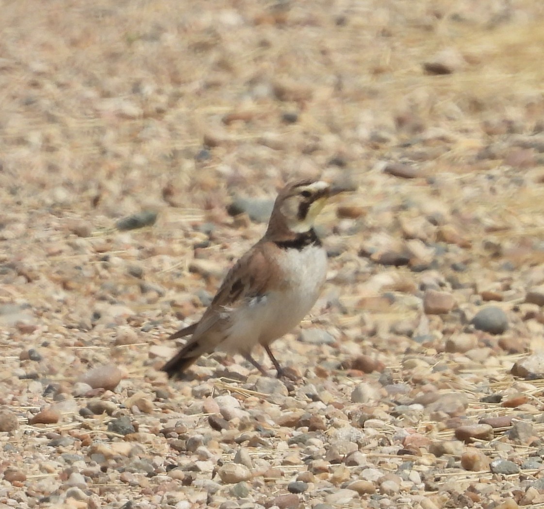Horned Lark - ML638941420
