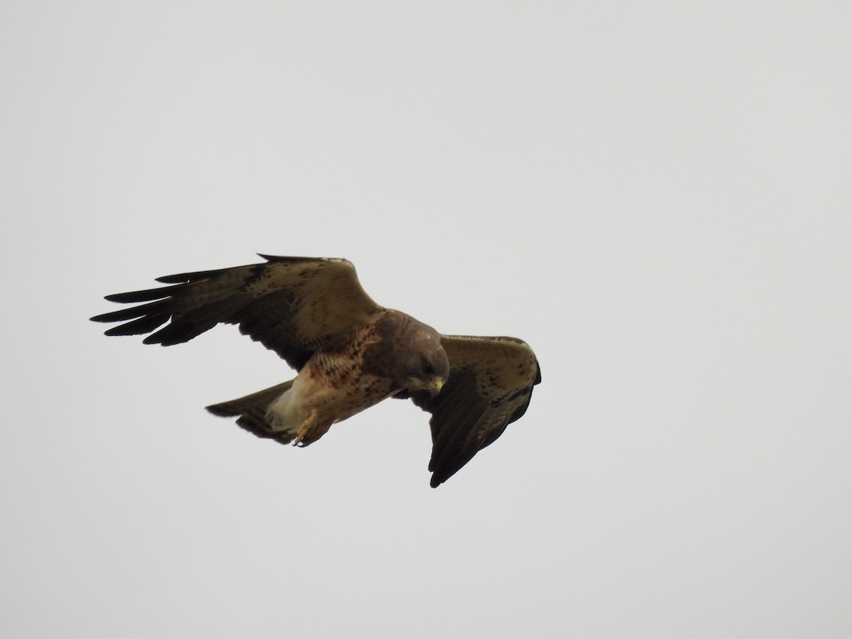 Swainson's Hawk - ML638941427