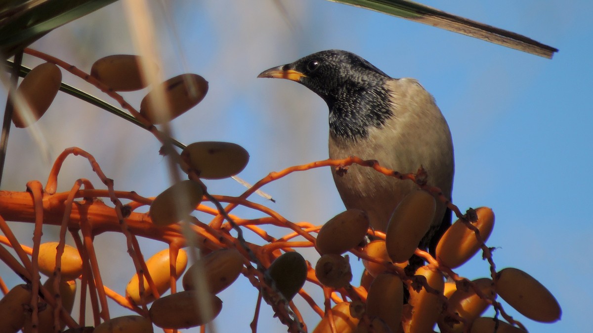 粉紅椋鳥 - ML638941440