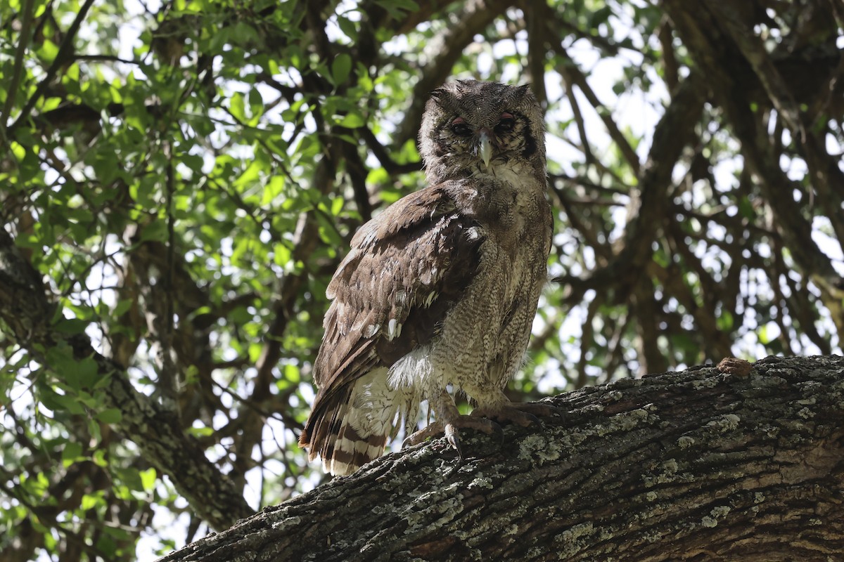 Verreaux's Eagle-Owl - ML638941450
