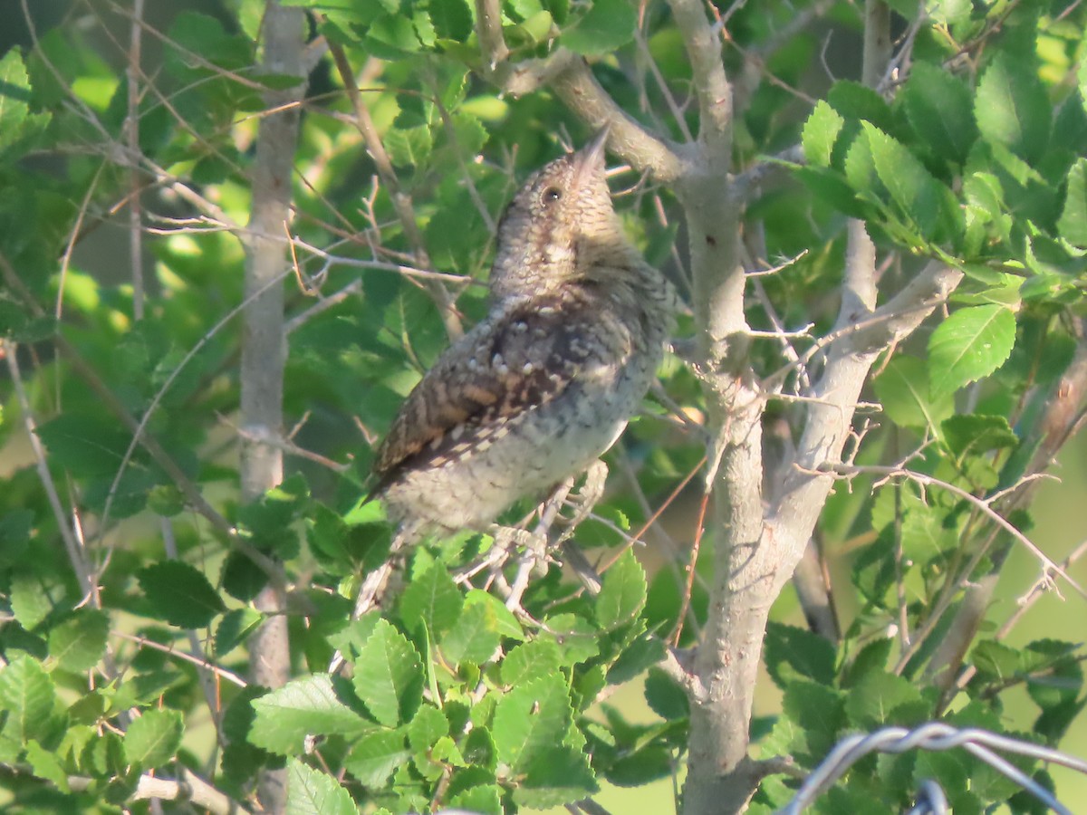Eurasian Wryneck - ML638941453