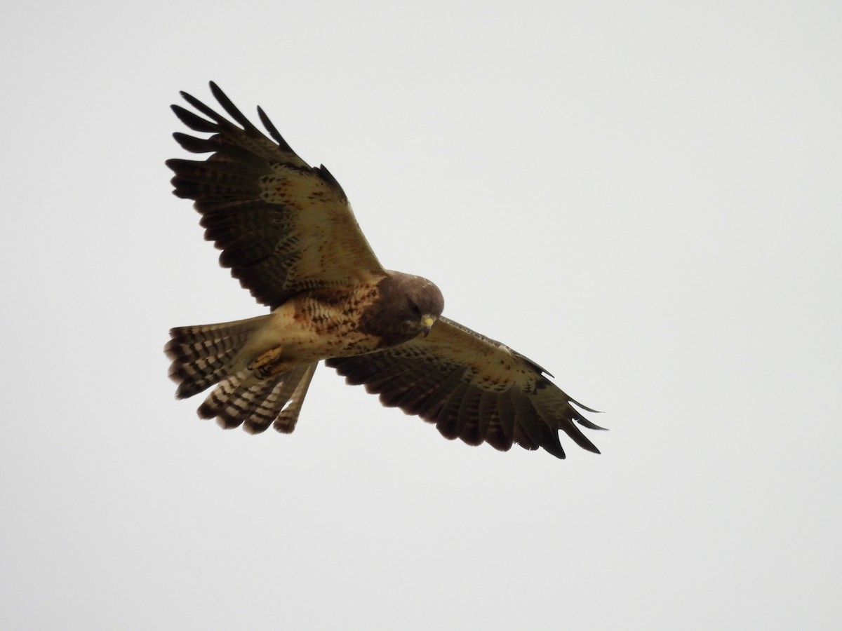 Swainson's Hawk - ML638941468