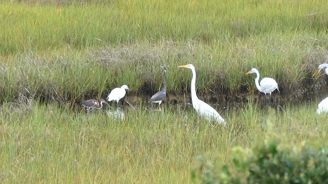 Tricolored Heron - ML638941494