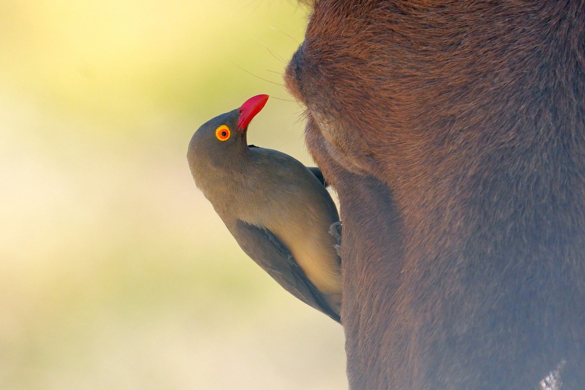Red-billed Oxpecker - ML638941503