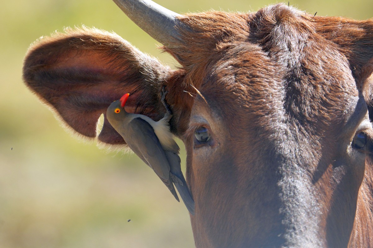 Red-billed Oxpecker - ML638941505