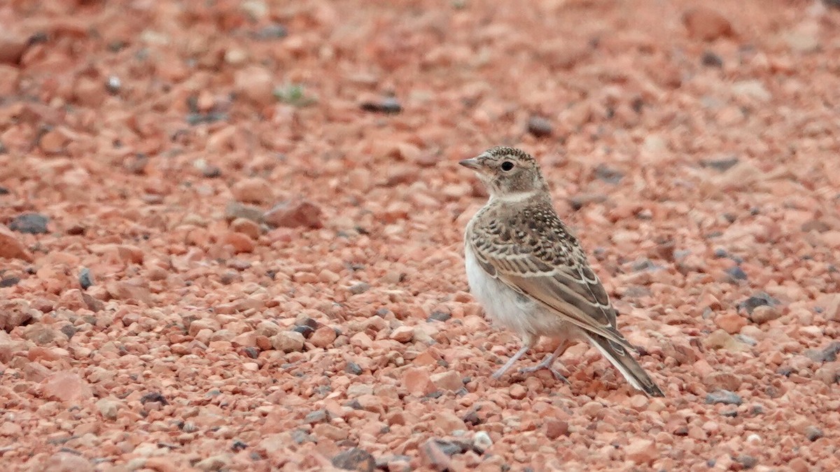 Horned Lark - ML638941520