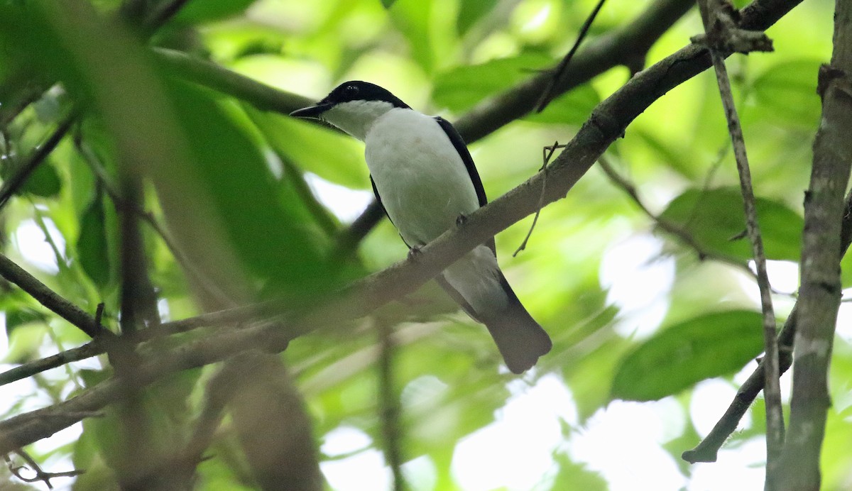 African Shrike-flycatcher - ML638941547