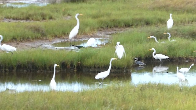 Great Egret - ML638941548