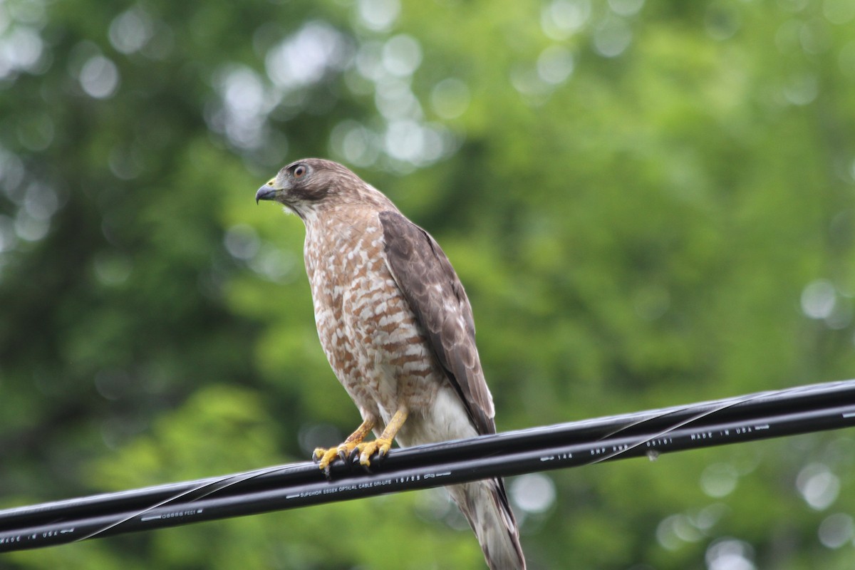 Broad-winged Hawk - ML638941557