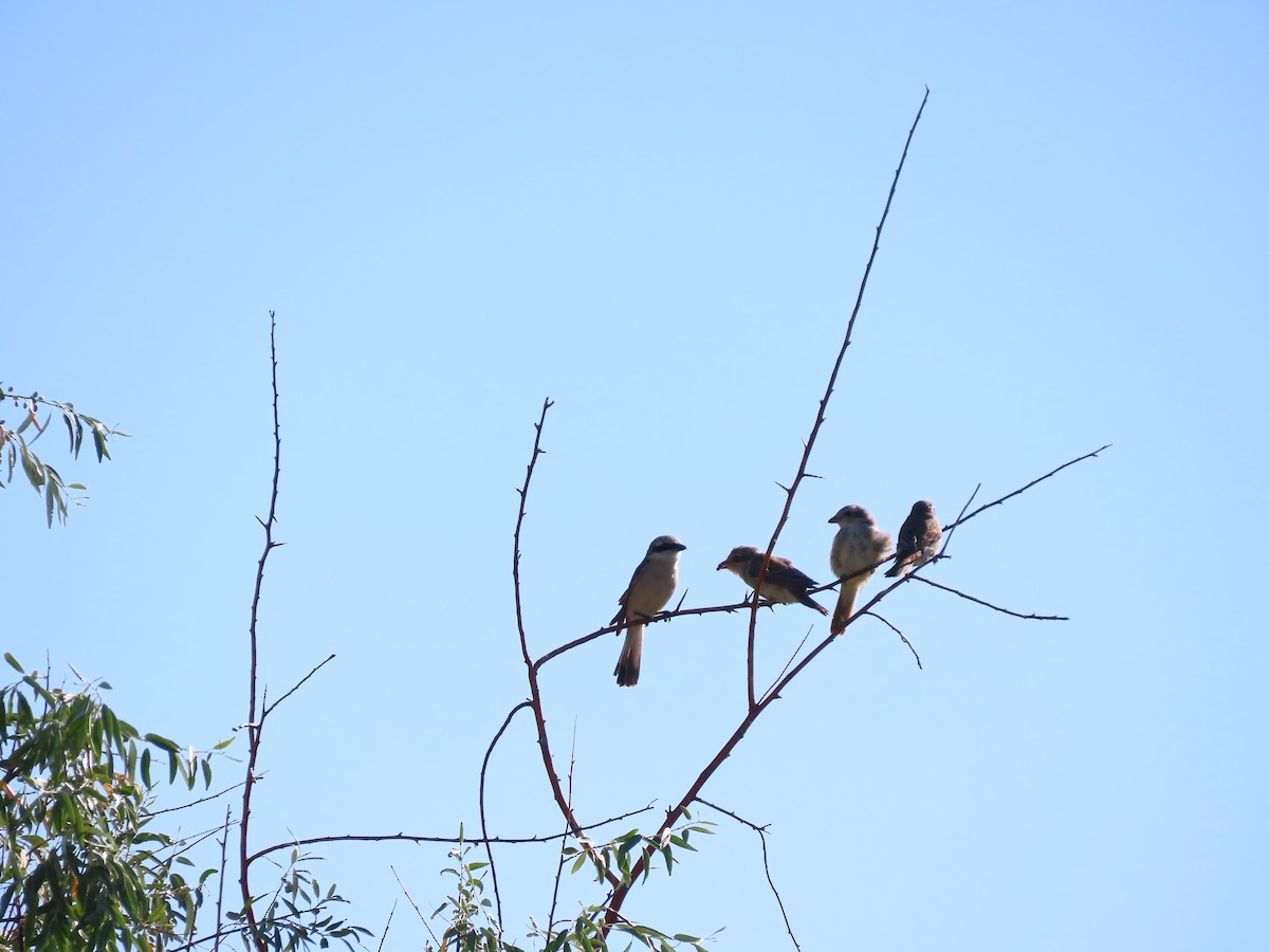 Red-backed Shrike - ML638941573