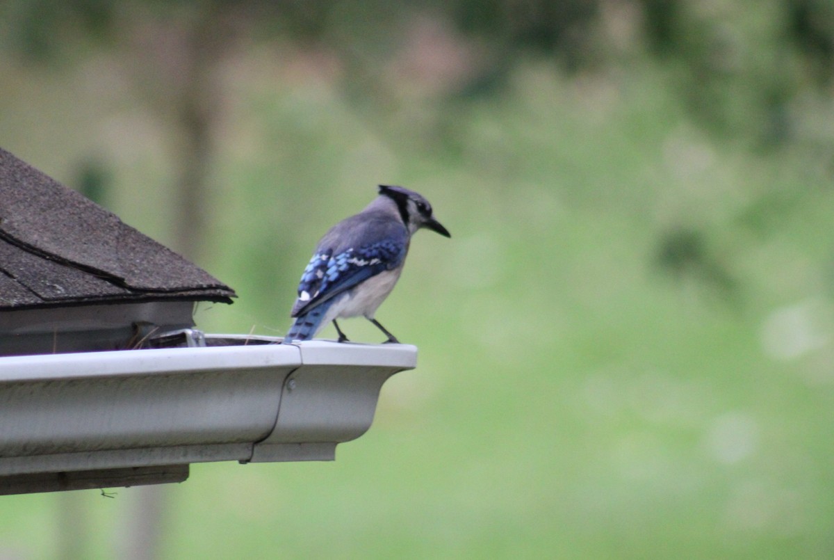 Blue Jay - ML638941606