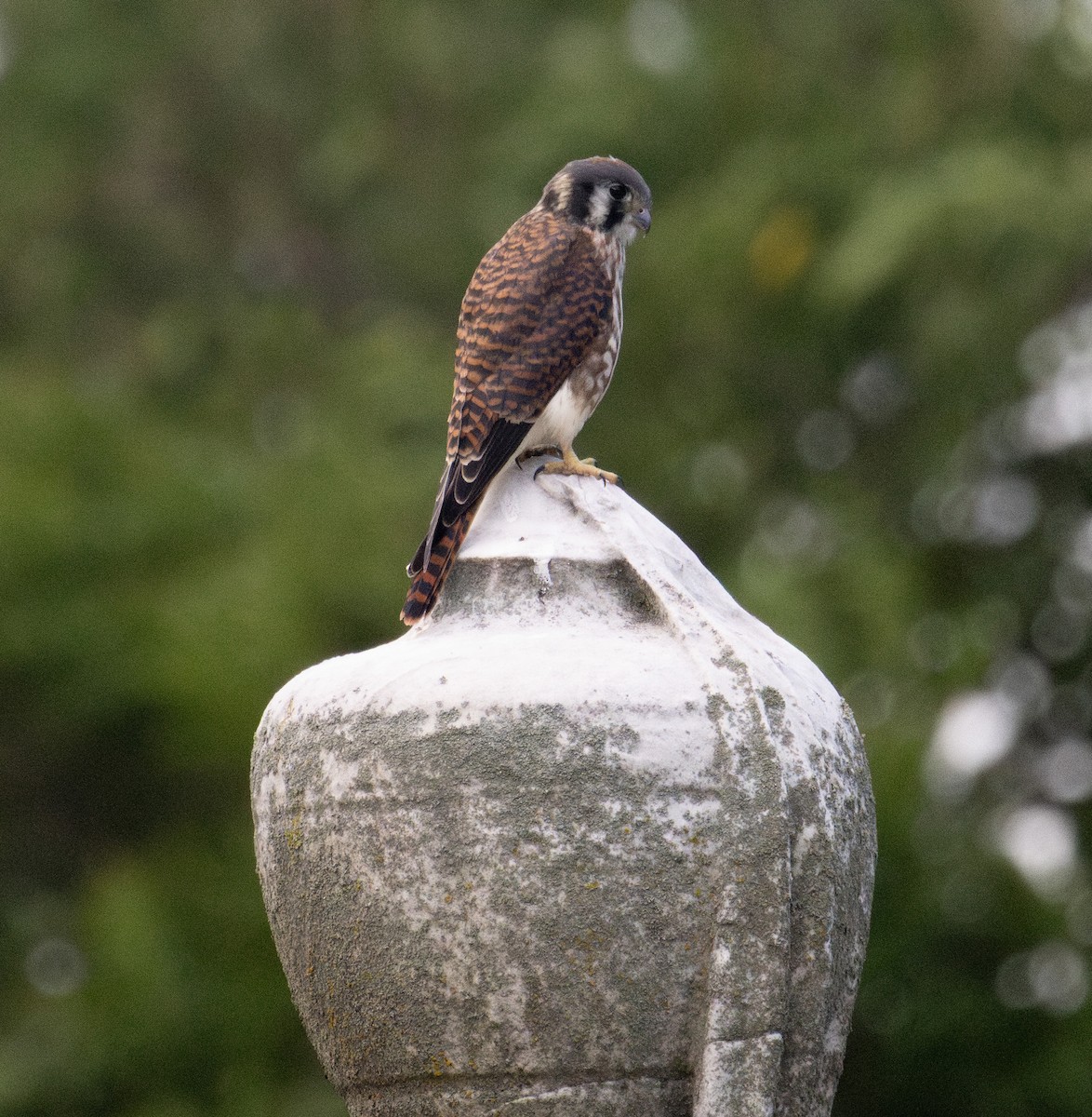 American Kestrel - ML638941614