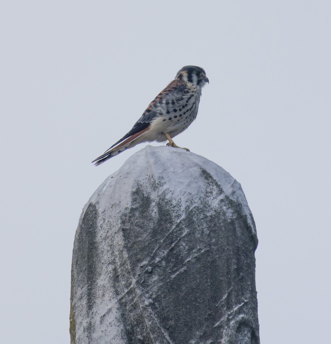 American Kestrel - ML638941626