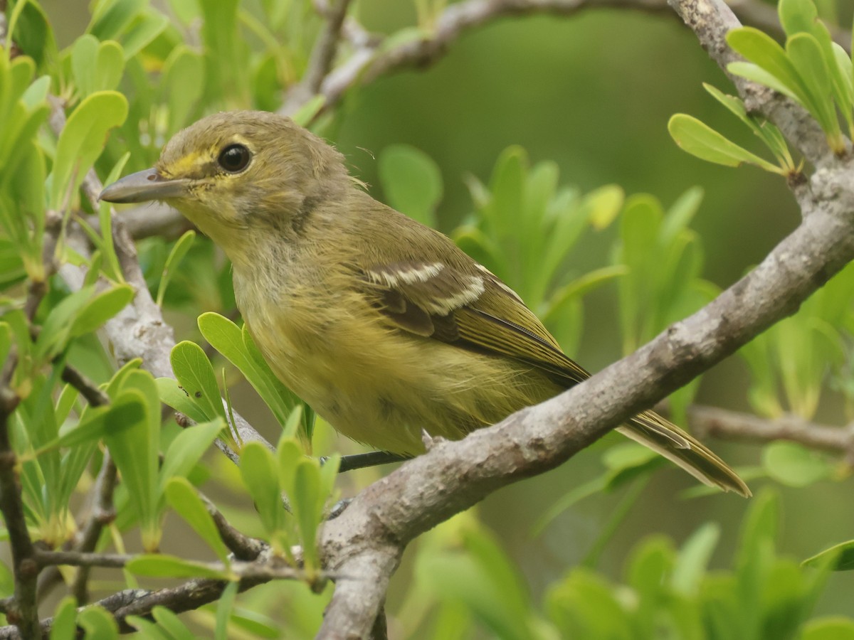Thick-billed Vireo - ML638941631